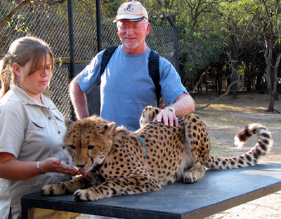 What a treat it was to get up close and personal with this supreme plains hunter!