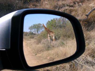 In Kruger National Park you can see animals everywhere you look. 